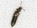 Carpelimus erichsoni